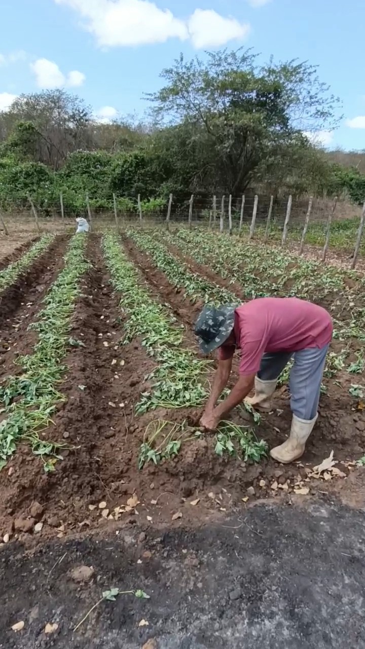 Olha só Nossa Plantação de Batata Doce #vidanaroça #nordeste #receitasfaceismeusertão
